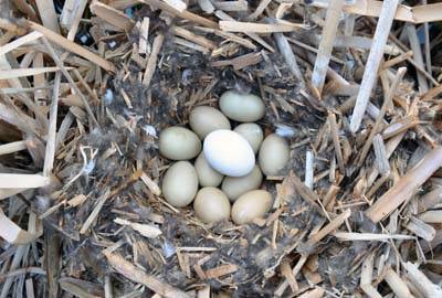 By R. Wayne Campbell ©Biodiversity Centre for Wildlife Studies.  Request permission for reuse at http://www.wildlifebc.org/contact-us ... NOTE: Ruddy Duck egg on top